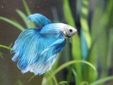 What can I feed my Betta?