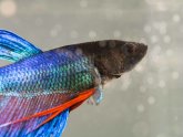 What do Betta fish need to survive?