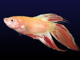 What do Chinese fighting fish eat?