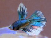 What is a Half Moon Betta fish?