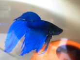 What to name a blue Betta fish?