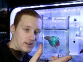 Where do Siamese fighting fish come from?