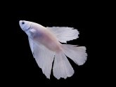 White Betta