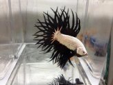 White Crown Betta fish