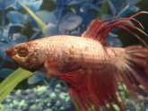 White growth on Betta fish