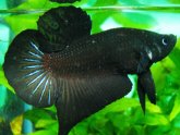 Wild Betta splendens