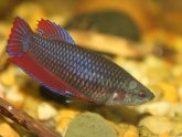 Will male and female Betta fighting