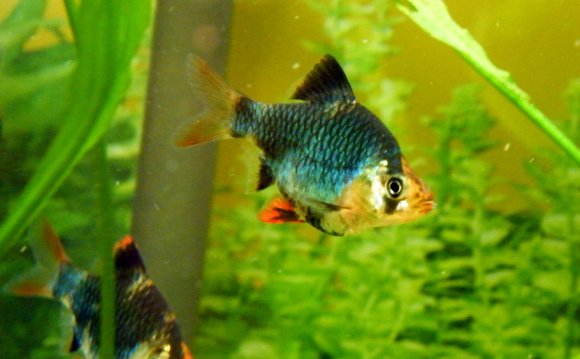 Species of Betta fish