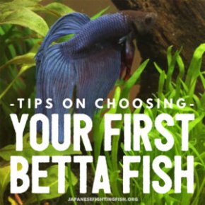 Tips on choosing a betta fish