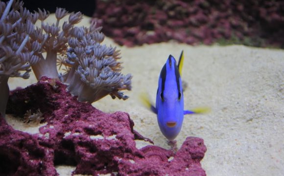 Why are my fish fighting?
