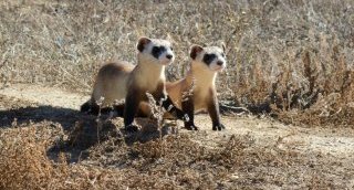 Two small fuzzy ferrets standing on a dirt path running through dry grass.