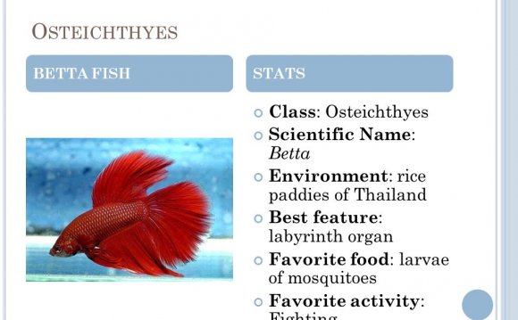 Scientific name for Betta fish