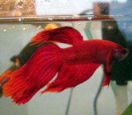 veiltail betta