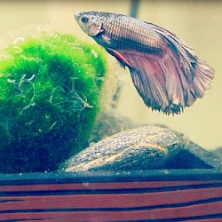 veiltail betta ready for breeding