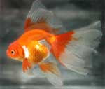 orange veiltail veiltail goldfish
