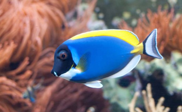 Real colorful fish
