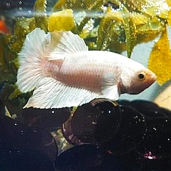 white female betta fish