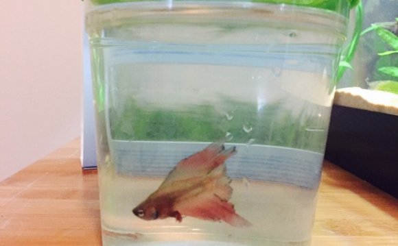 Betta fish tank filter