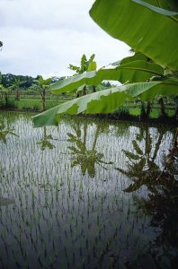 Wild bettas often inhabit rice paddies.