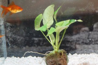Your goldfish can live very well without an air pump, but you must keep the bowl or tank clean and include pebbles.