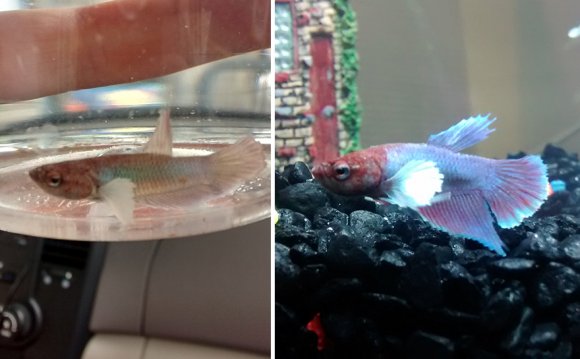 #16 Dumbo Plakat Betta Fish