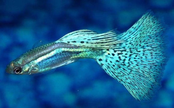 1+ images about Fish on