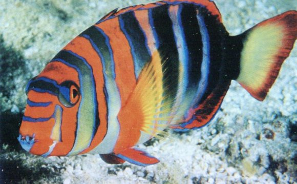 1+ images about Exotic Fish