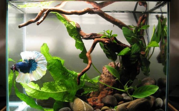 1+ images about Bettas Wabi