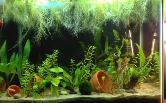 1+ images about Bettas! on