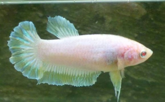 Albino betta