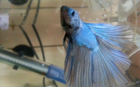 Aquarium Temperature for Betta