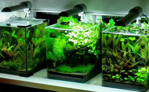 Best fish nano tank - Good