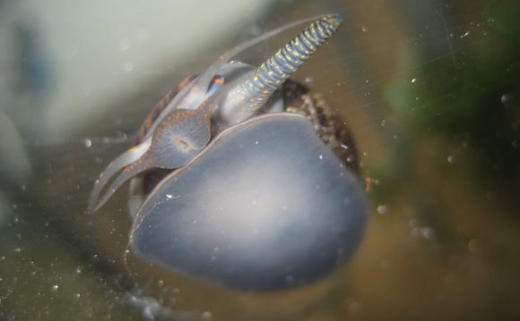 Here s one of my apple snails