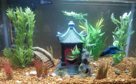 Betta Fish Aquarium Toys