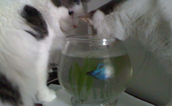 Charlie and Max playing with