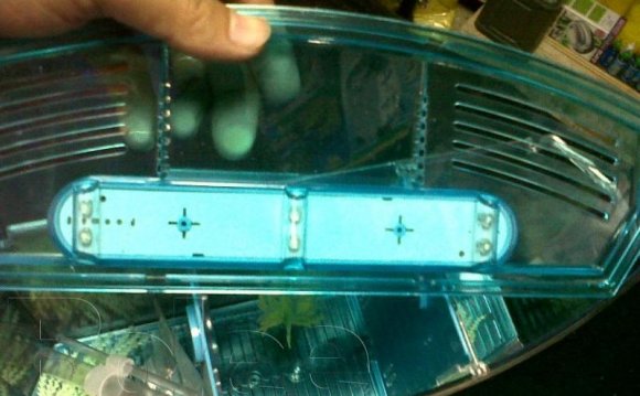 Betta Fish Container - For