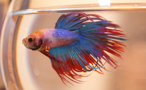 Betta Fish Care Guide