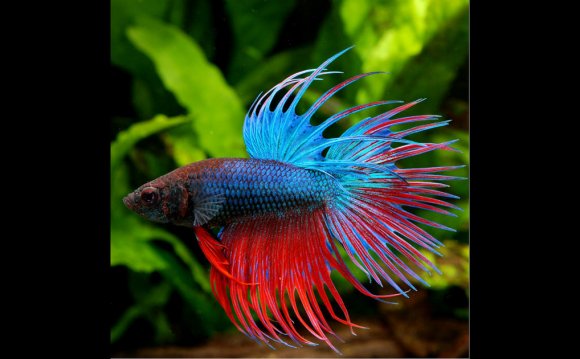 Betta Fish - Everything You