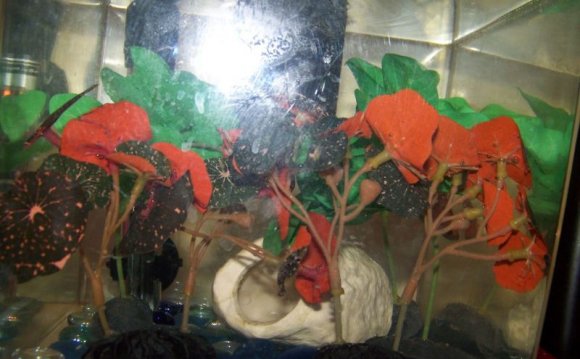 Fake Plants with no sharp