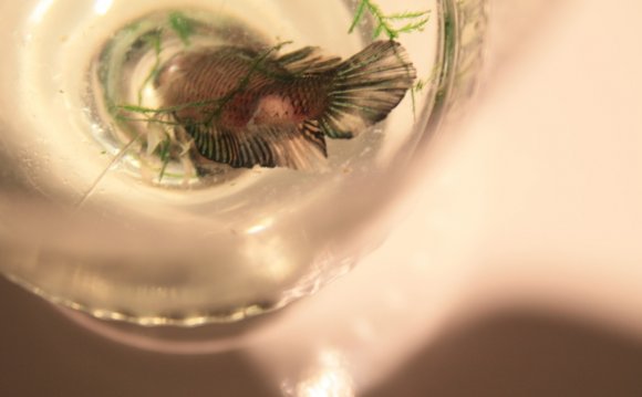 Betta Fish Tuberculosis