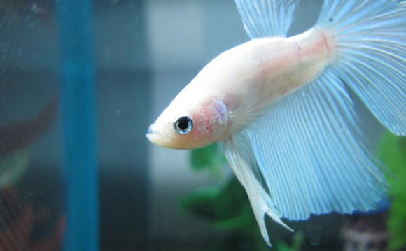 Largest Betta Fish By