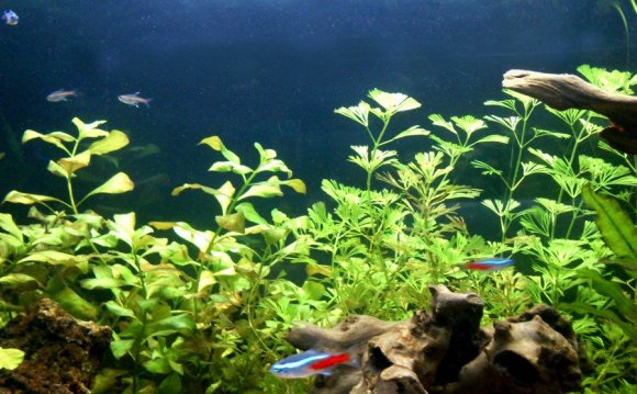 These fish are compatible and