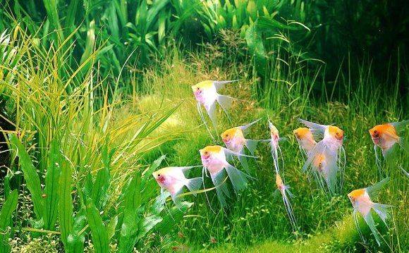 Conservatory pond | Nature