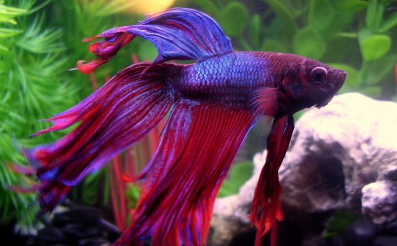 Crowntail Betta Fish