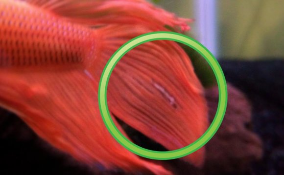 ID disease in pics please
