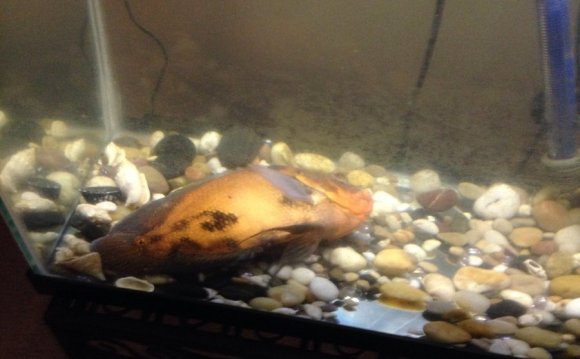 My fish has been laying on its