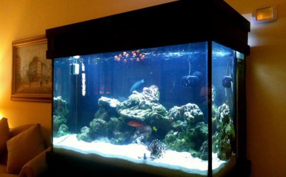 Fish tank maintenance service
