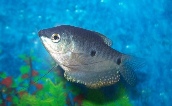 Fish tank maintenance tips