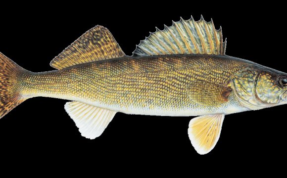 Freshwater fish, The tiger and