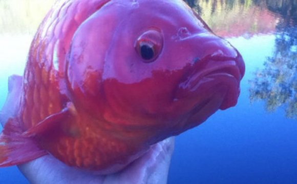 Biggest Betta Fish In The